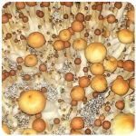 Псилоцибиновые (галлюциногенные)  грибы Psilocybin "Golden Teacher" в Миассе