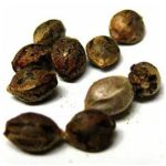 Семена марихуаны АК-47  (Seeds AK-47) в Миассе